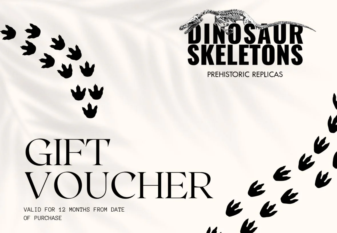 Scale Model Skeletons & Skulls